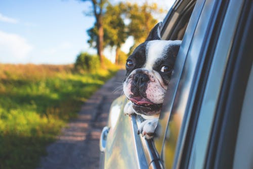 Concerns to Your Pet’s Teeth: 7 Useful Tips and Suggestions