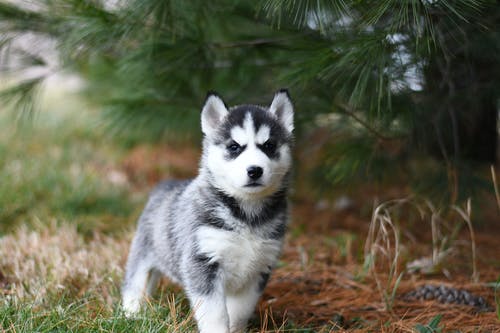 Getting a Pet: Consider These Essential Facts First Before You Decide
