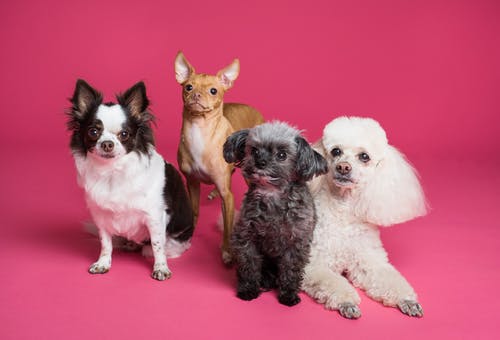 The Ten Advantages of Spaying and Neutering Your Pets