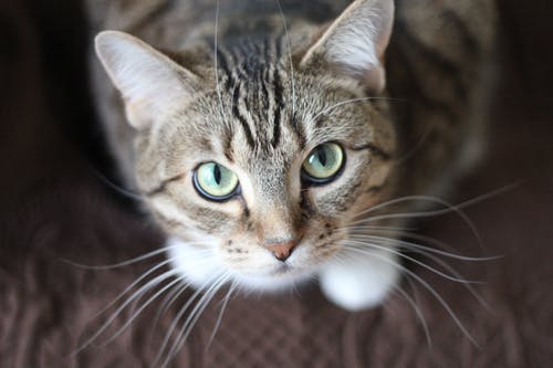 Three Bad Choices Pet Owners Make Frequently