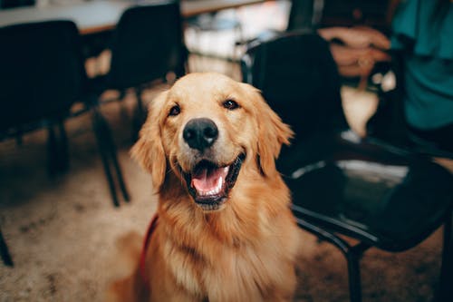 Pet Oral Hygiene: Why Is Routine Dental Care for Pets So Critical?