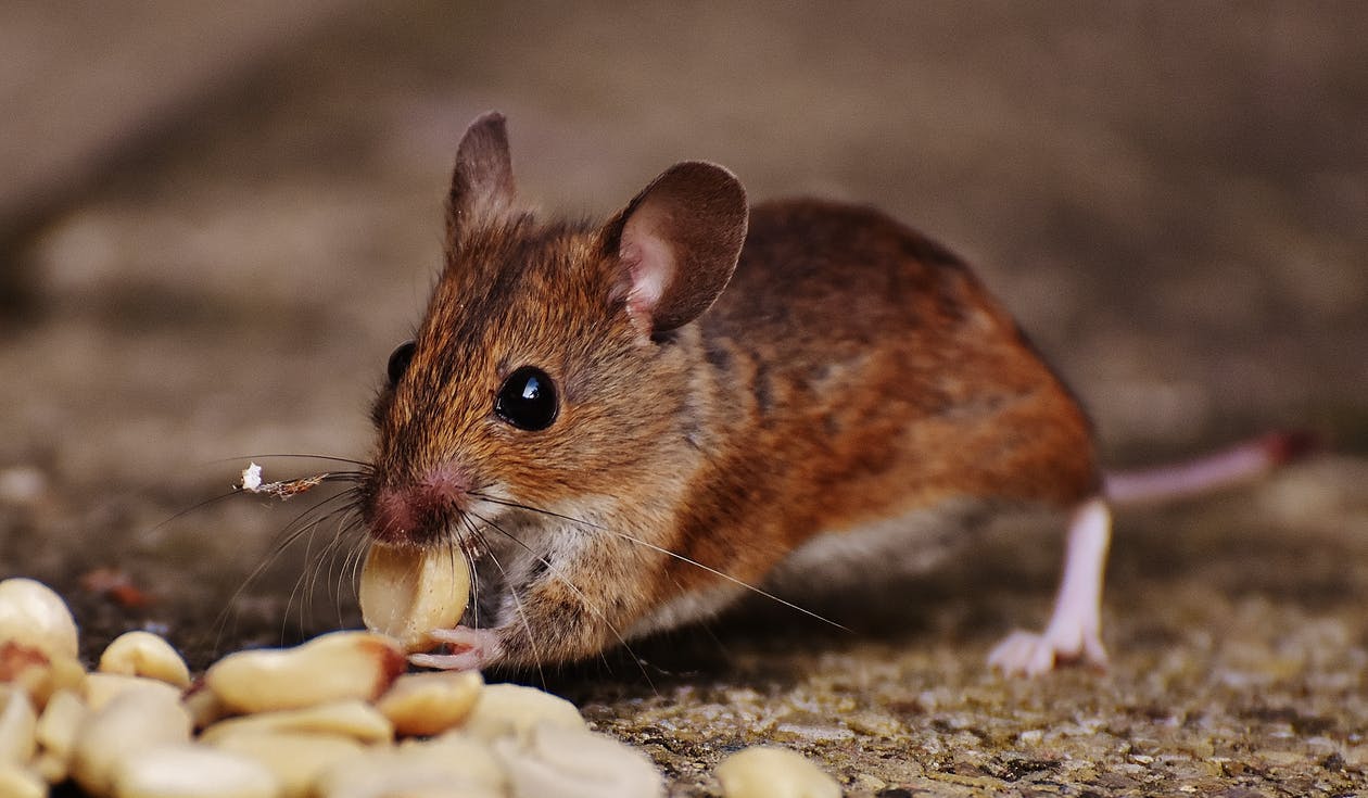 A Comprehensive Guide: Ways to Check a House for Pest Infestation