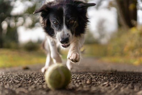 What Factors Should You Consider When Feeding an Elderly Dog?