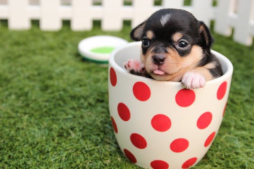 Responsible Pet Ownership: 3 Essential Ways