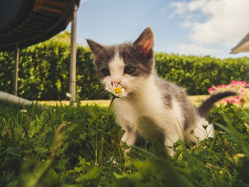 Preventive Health Care: The Importance of Annual Cat Examinations