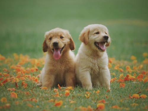 Pet Ownership: Why Should I Own an Exotic Pet?