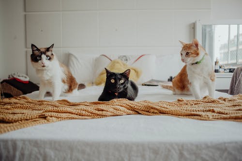Key Benefits of Veterinary Boarding Clinic
