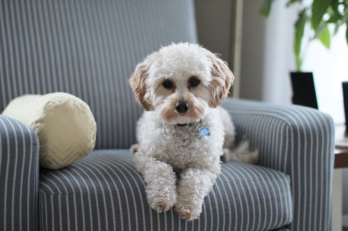 Pet Discussion: How to Safeguard Your Pet From Parvovirus