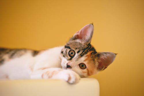 Winter Safety Tips: Three Vital Ways to Keep Your Cat Safe and Warm