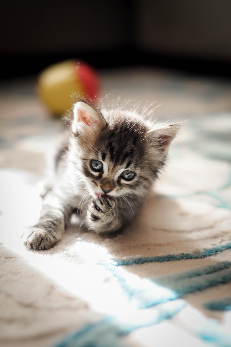 5 Things to Consider Before Booking a Stay at a Pet Medical Boarding Facility