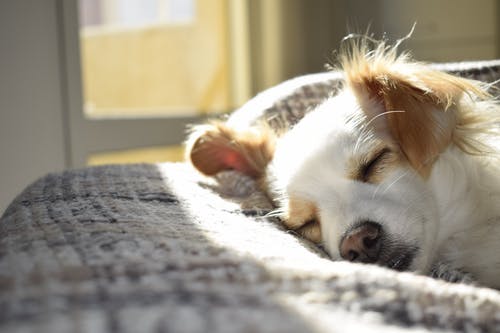 Blood Tests for Pets: What Are They Good For?