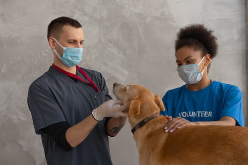 The Importance of Keeping Your Pet Healthy Through Wellness Exams