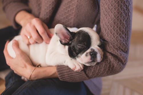 The Value of Preventative Skin Care for Animals