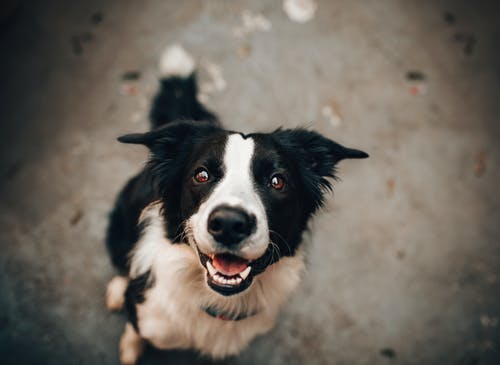 How Regular Dental Cleanings Can Save Your Pet’s Life: A Comprehensive Guide