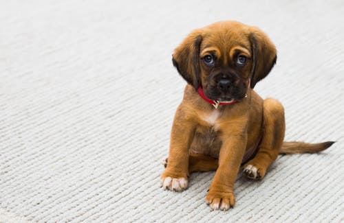 What Makes a Pet Susceptible to Internal Illnesses?
