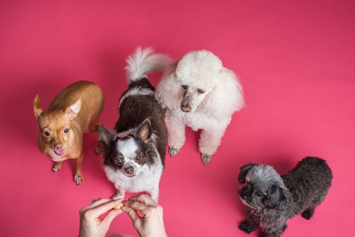 What Is The Recovery Process After Spaying or Neutering My Pet?