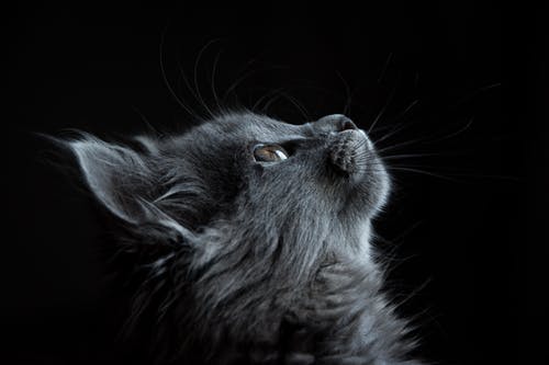 What are the Common Health Issues in Geriatric Pets?