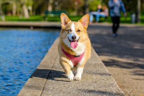 What Latest Treatments and Procedures Are There in Veterinary Ophthalmology?