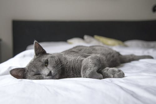 What Are the Most Common Health Issues in Older Pets?