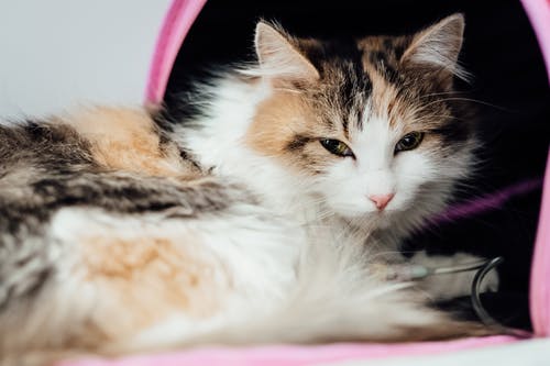 How Can Regular Vet Care Prevent Kitten Diseases?
