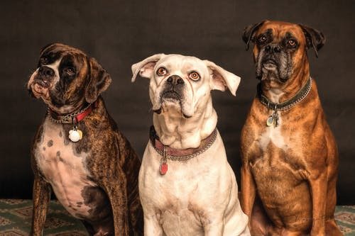 Who Provides Expertise in Pet Dental Emergencies?