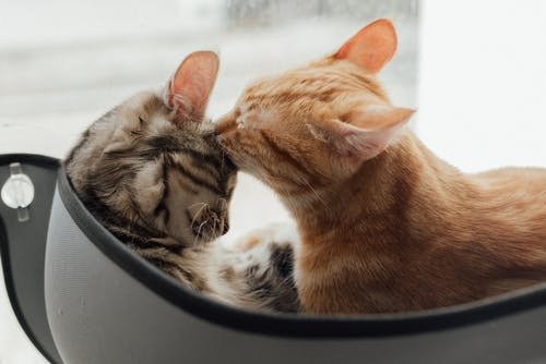 How Do Vets Decide if a Pet Needs a C-Section?